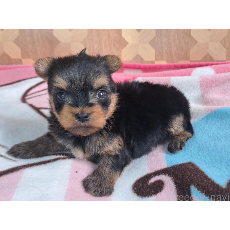 成約済の愛知県のヨークシャーテリア-415194の19枚目