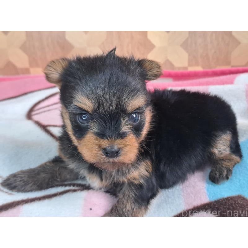 成約済の愛知県のヨークシャーテリア-415194の18枚目