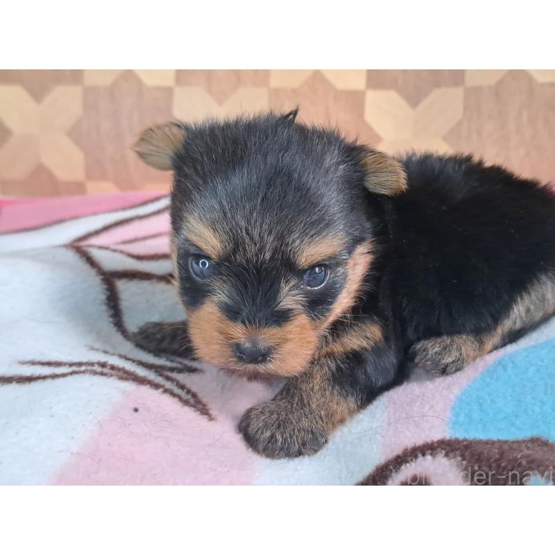 成約済の愛知県のヨークシャーテリア-415194の17枚目