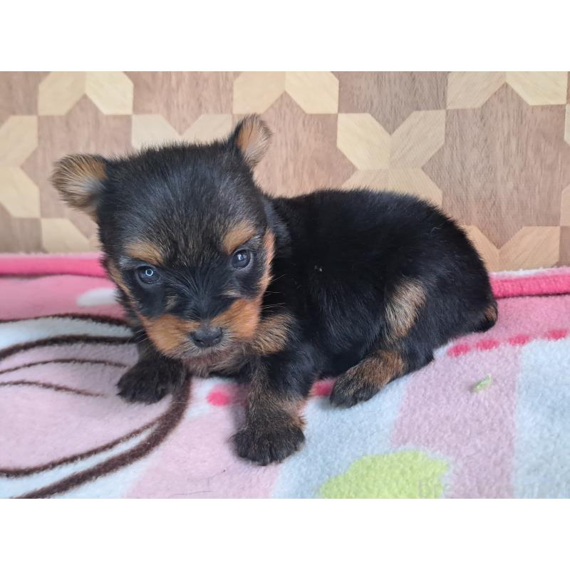 販売中の愛知県のヨークシャーテリア-415198の25枚目