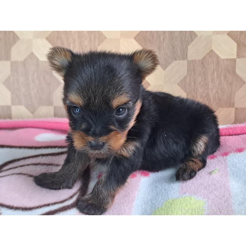 販売中の愛知県のヨークシャーテリア-415198の24枚目