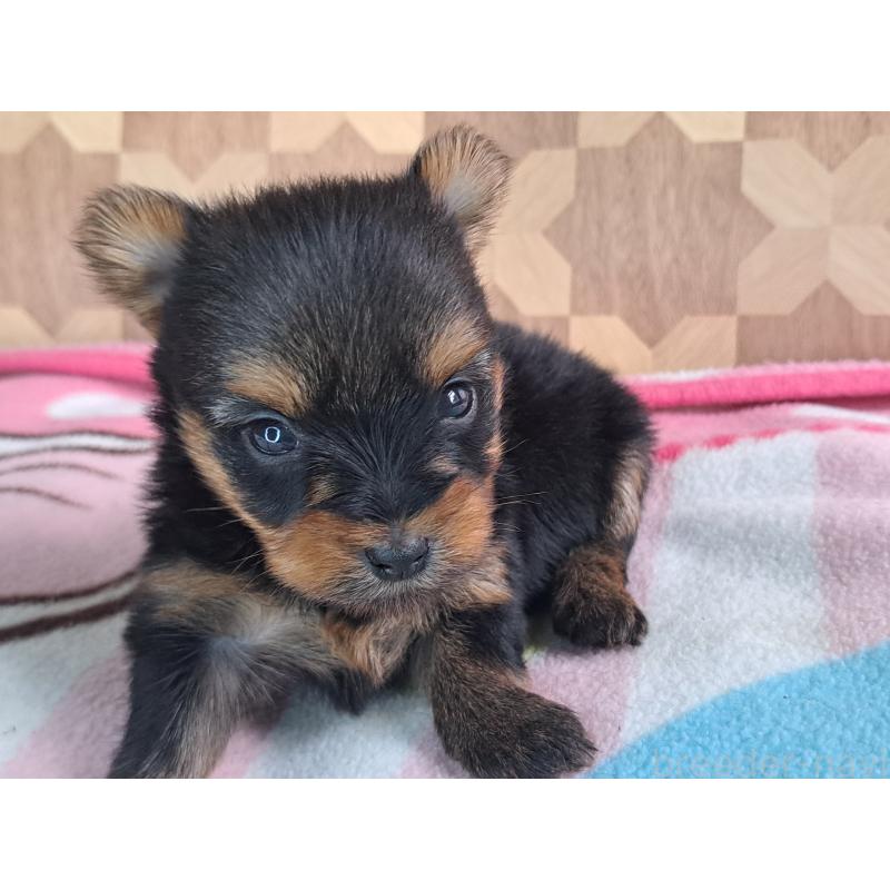 販売中の愛知県のヨークシャーテリア-415198の23枚目