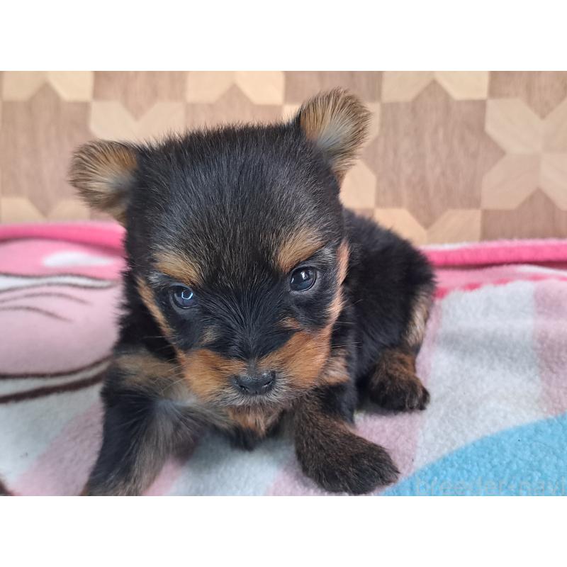 販売中の愛知県のヨークシャーテリア-415198の22枚目