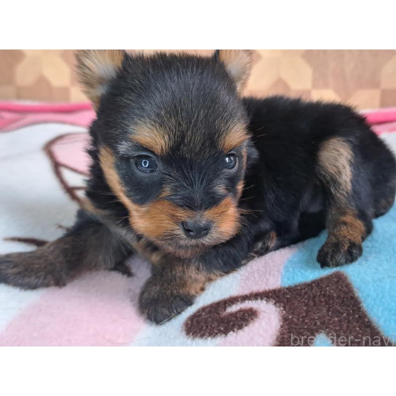 販売中の愛知県のヨークシャーテリア-415198の21枚目