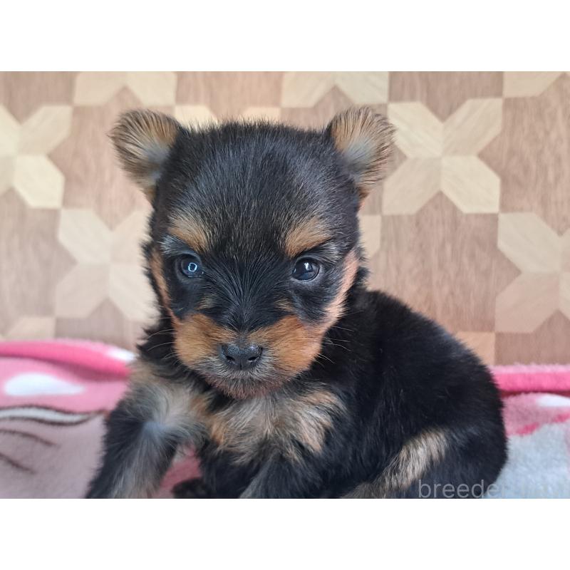 販売中の愛知県のヨークシャーテリア-415198の20枚目