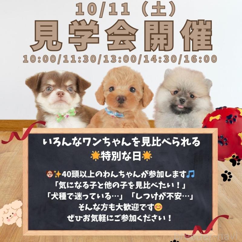 成約済の静岡県のポメラニアン-415571の3枚目