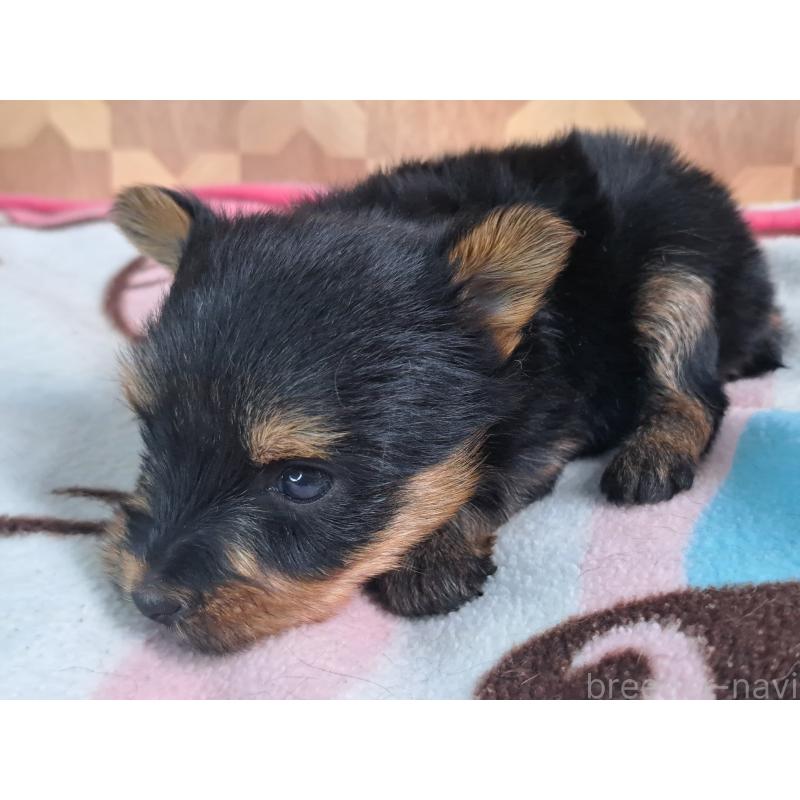 商談中の愛知県のヨークシャーテリア-415199の4枚目