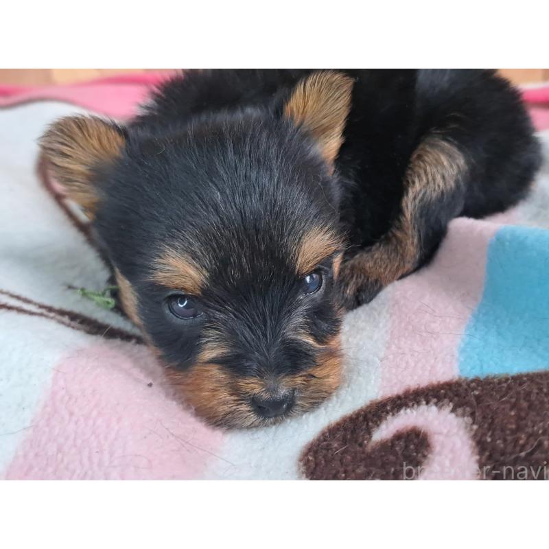 商談中の愛知県のヨークシャーテリア-415199の3枚目