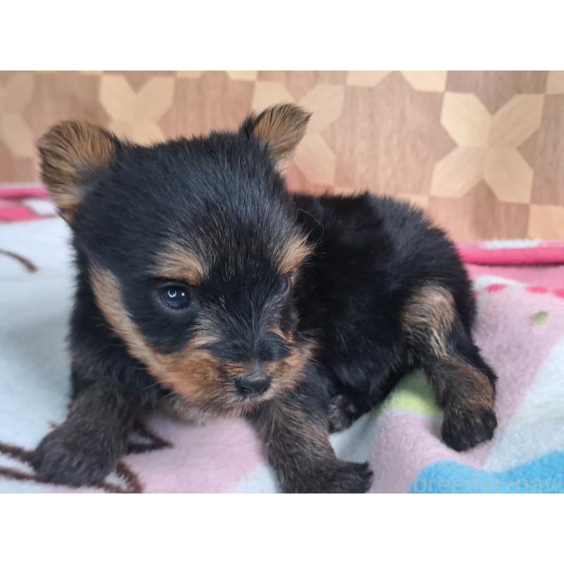 商談中の愛知県のヨークシャーテリア-415199の2枚目