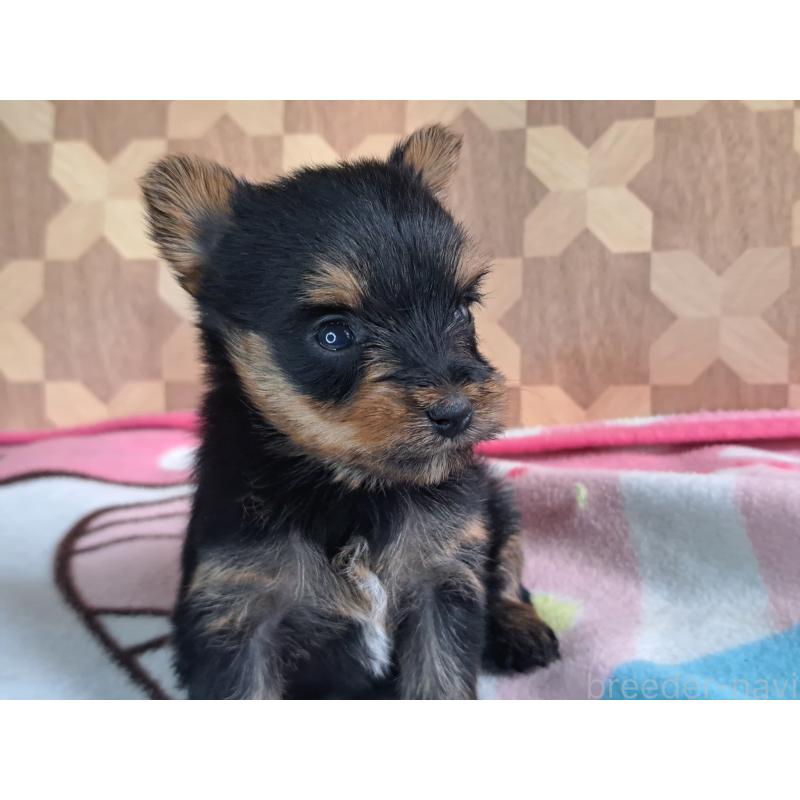 成約済の愛知県のヨークシャーテリア-415201の27枚目