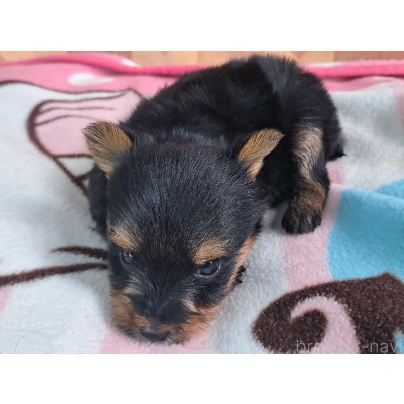 成約済の愛知県のヨークシャーテリア-415201の26枚目