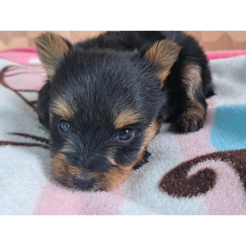 成約済の愛知県のヨークシャーテリア-415201の25枚目