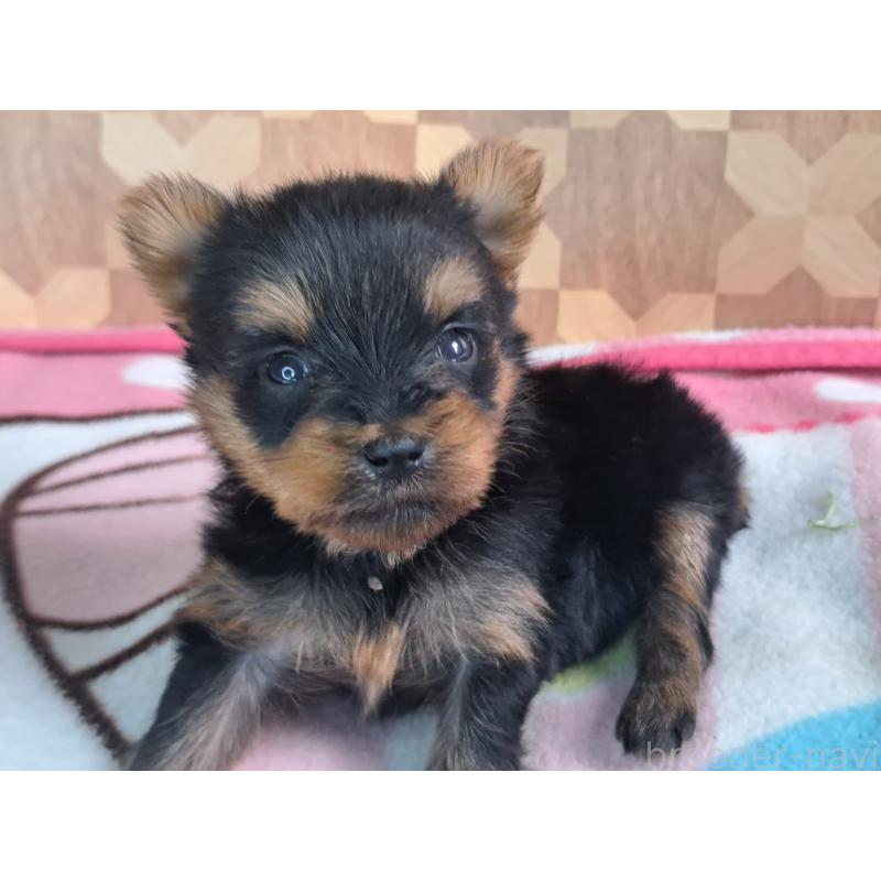 成約済の愛知県のヨークシャーテリア-415201の23枚目