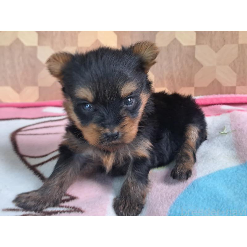 成約済の愛知県のヨークシャーテリア-415201の22枚目