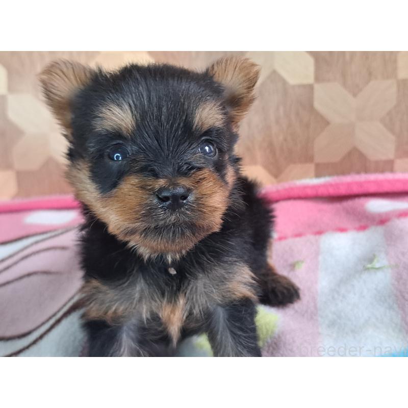 成約済の愛知県のヨークシャーテリア-415201の21枚目