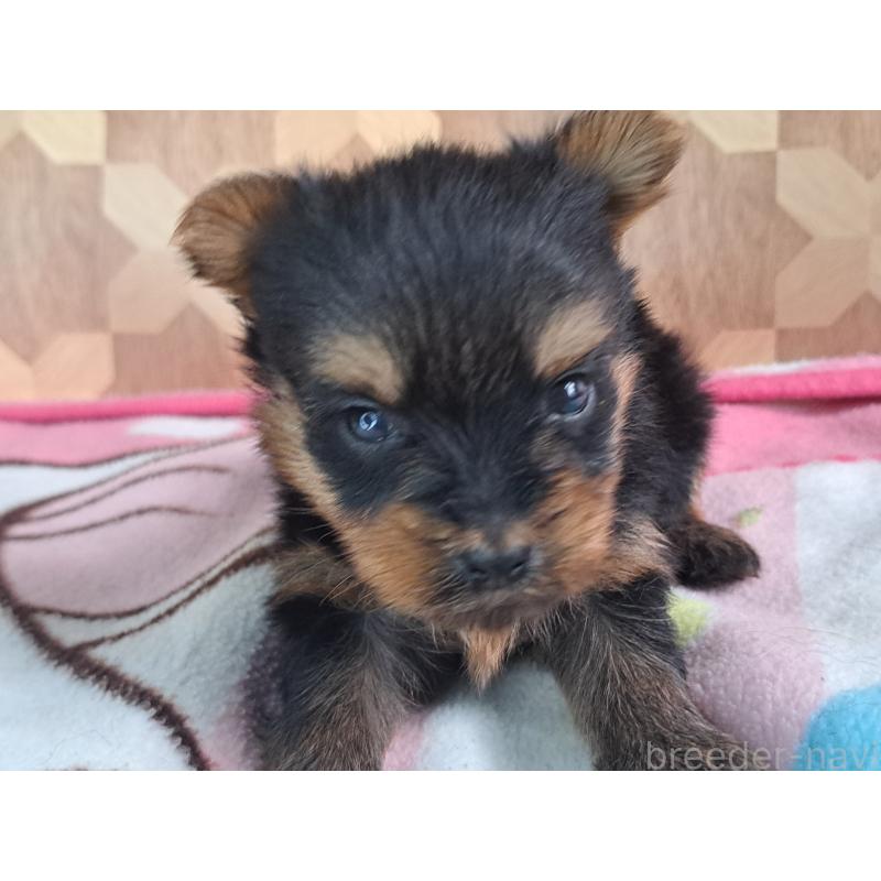 成約済の愛知県のヨークシャーテリア-415201の20枚目