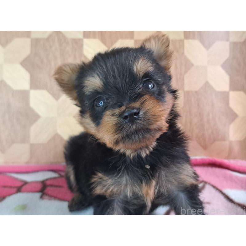 成約済の愛知県のヨークシャーテリア-415201の19枚目