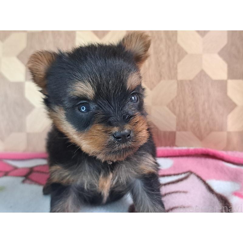 成約済の愛知県のヨークシャーテリア-415201の18枚目