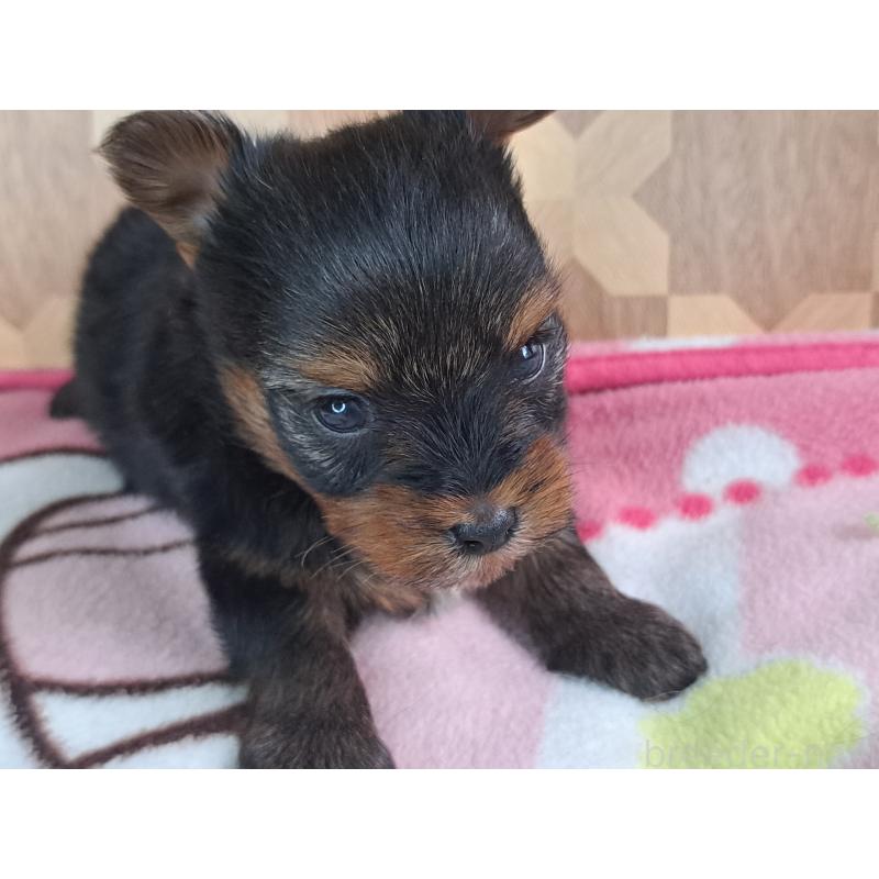 商談中の愛知県のヨークシャーテリア-415193の12枚目