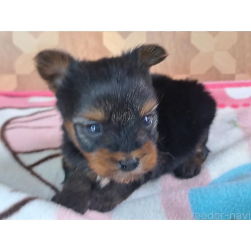 商談中の愛知県のヨークシャーテリア-415193の10枚目