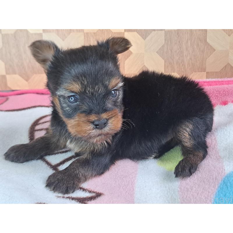 商談中の愛知県のヨークシャーテリア-415193の9枚目