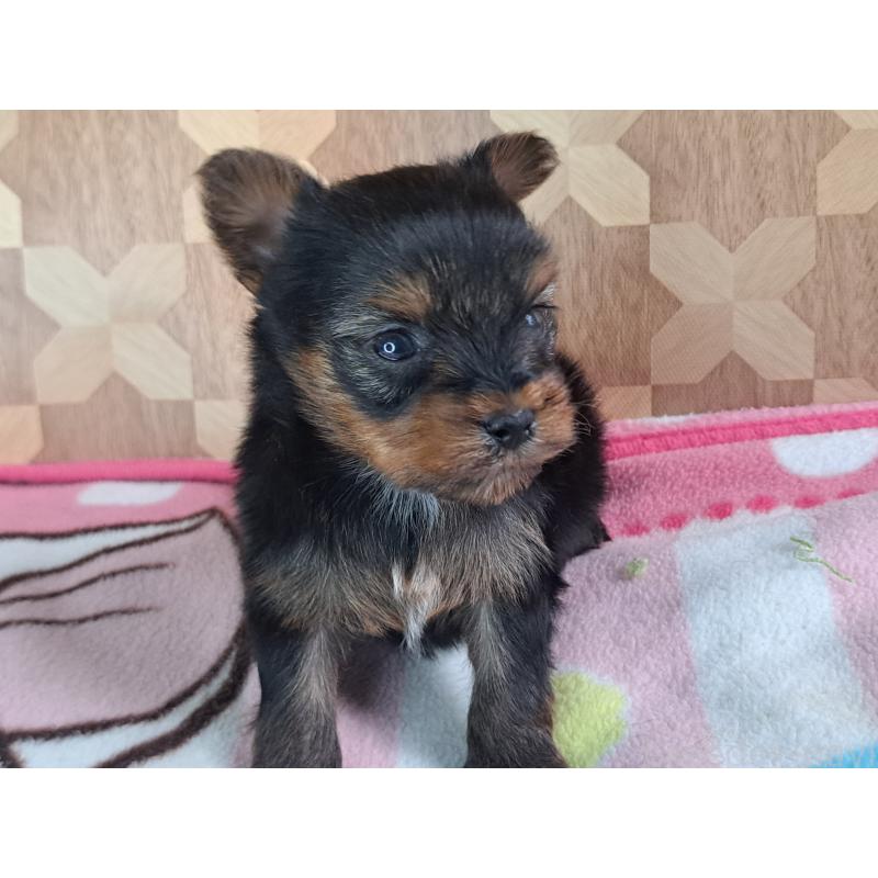 商談中の愛知県のヨークシャーテリア-415193の8枚目