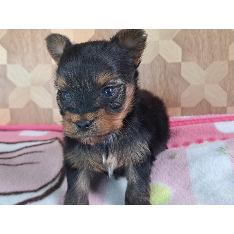 商談中の愛知県のヨークシャーテリア-415193の7枚目