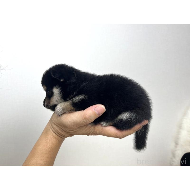 販売中の大分県の豆柴-418339の3枚目