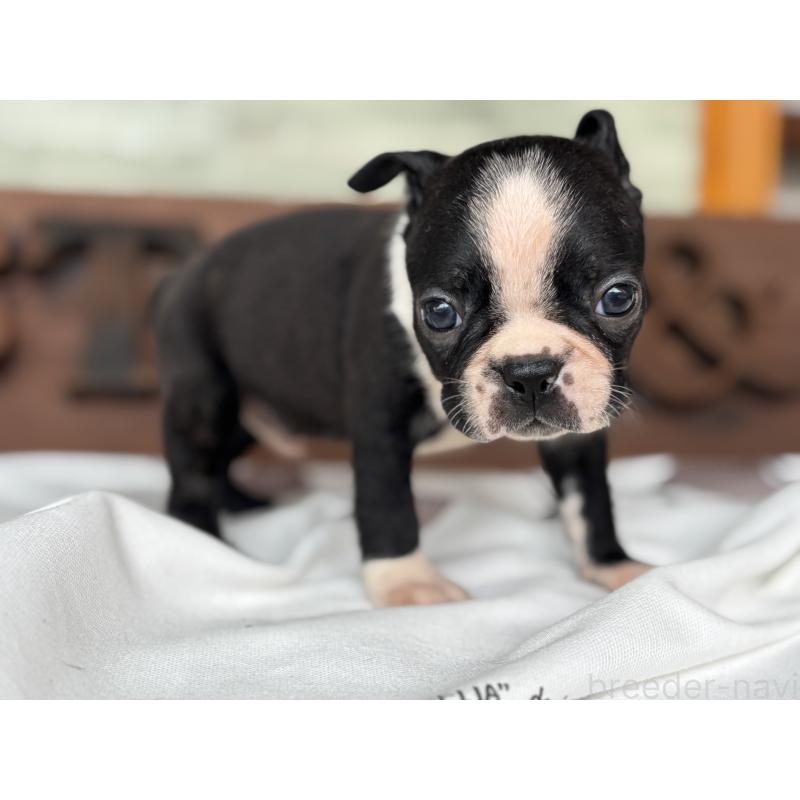 販売中の静岡県のボストンテリア-414078の11枚目