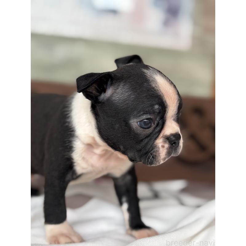 販売中の静岡県のボストンテリア-414078の10枚目