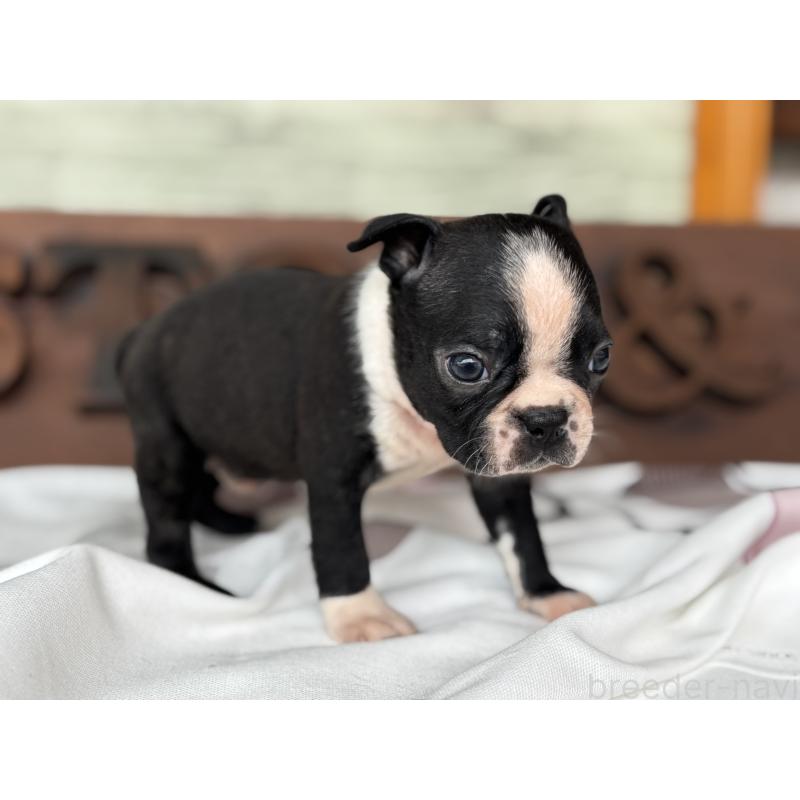 販売中の静岡県のボストンテリア-414078の9枚目