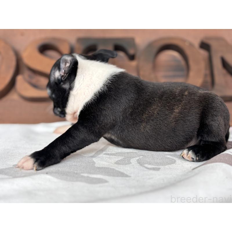 販売中の静岡県のボストンテリア-414078の8枚目