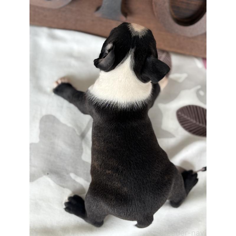 販売中の静岡県のボストンテリア-414078の7枚目