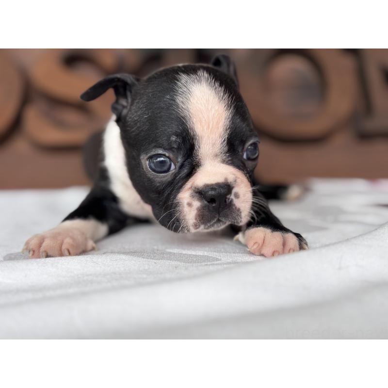 販売中の静岡県のボストンテリア-414078の6枚目