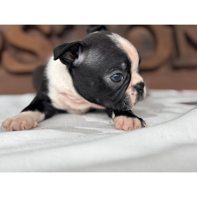 販売中の静岡県のボストンテリア-414078の5枚目