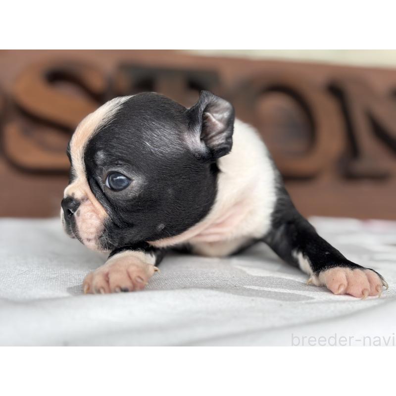 販売中の静岡県のボストンテリア-414078の4枚目