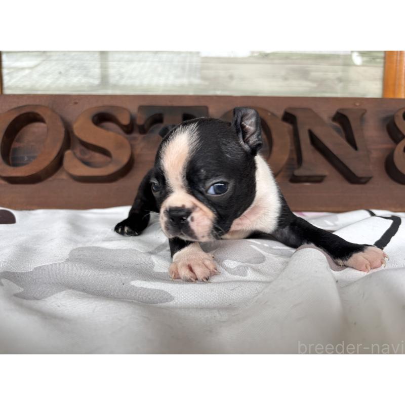 販売中の静岡県のボストンテリア-414078の3枚目