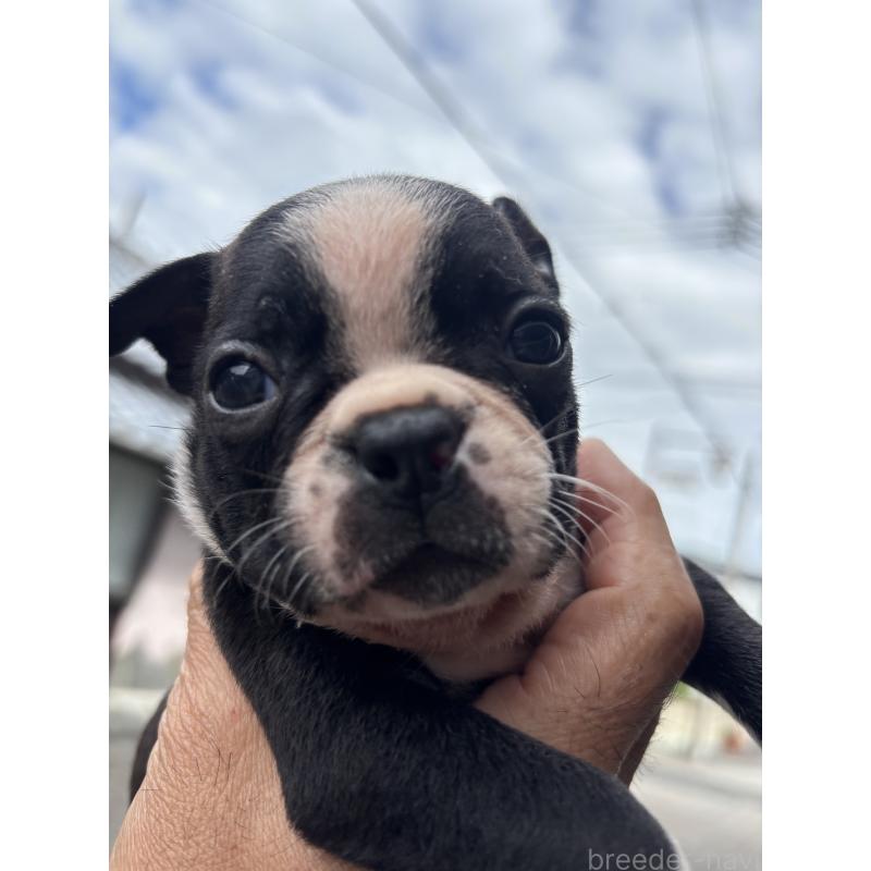 販売中の静岡県のボストンテリア-414078の2枚目