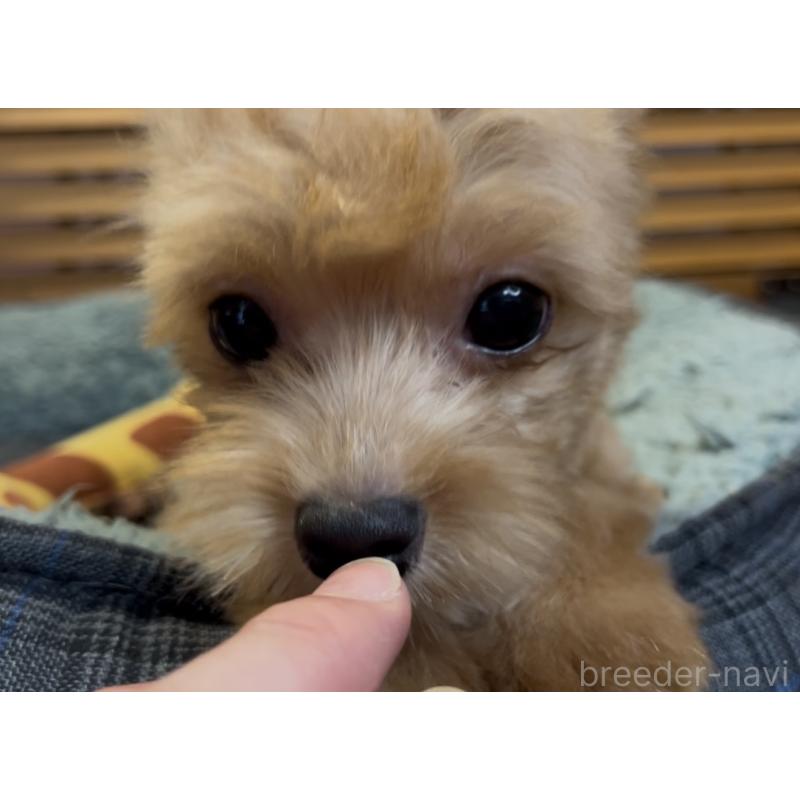 成約済の埼玉県のミックス犬-386146の6枚目