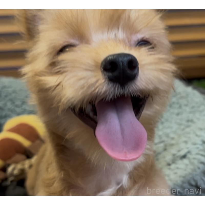 成約済の埼玉県のミックス犬-386146の5枚目