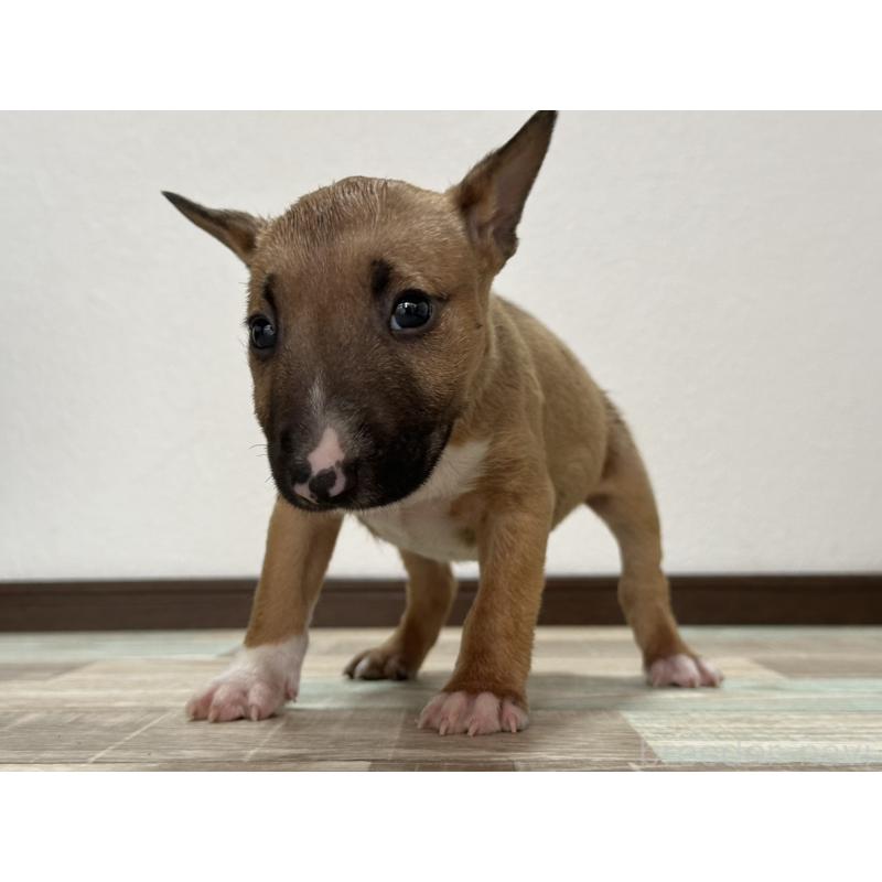 商談中の埼玉県のミニチュアブルテリア-417331の3枚目