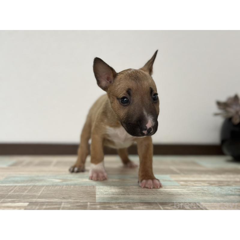 商談中の埼玉県のミニチュアブルテリア-417331の2枚目