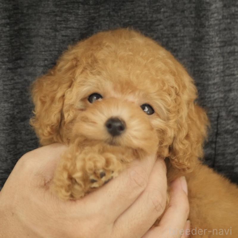 販売中の香川県のティーカッププードル-408918の11枚目