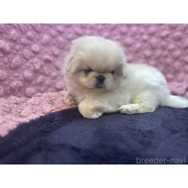 成約済の茨城県のペキニーズ-416901の17枚目