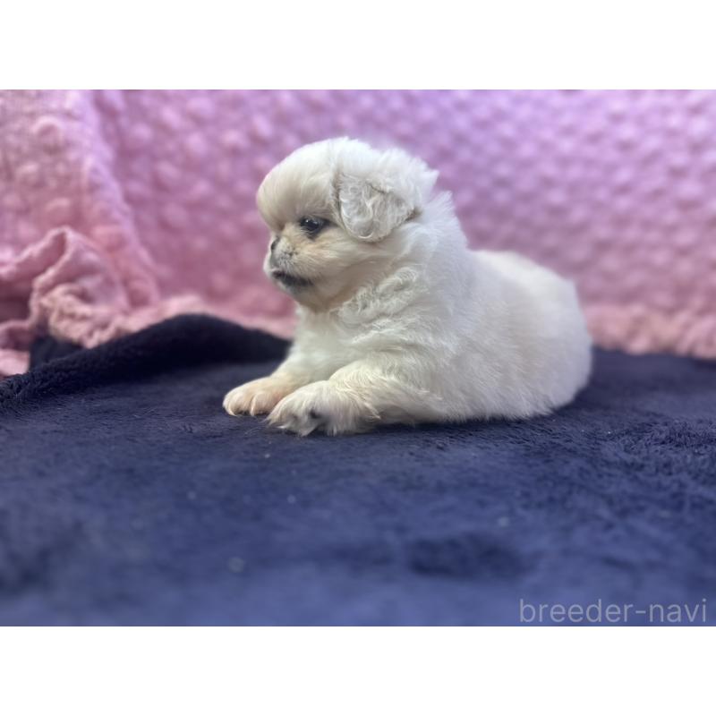 成約済の茨城県のペキニーズ-416901の16枚目