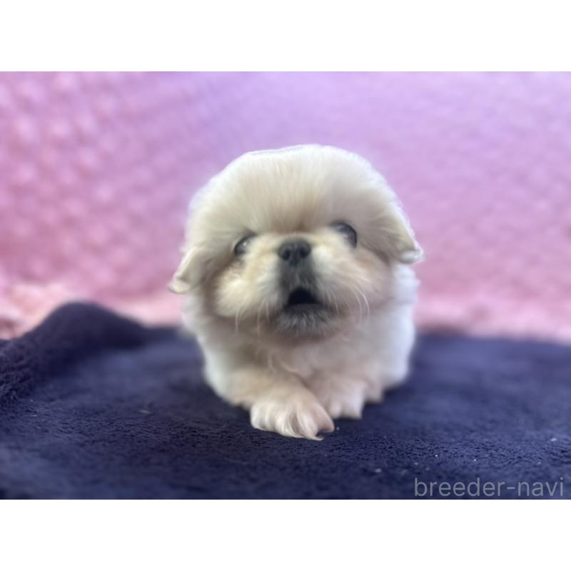 成約済の茨城県のペキニーズ-416901の15枚目