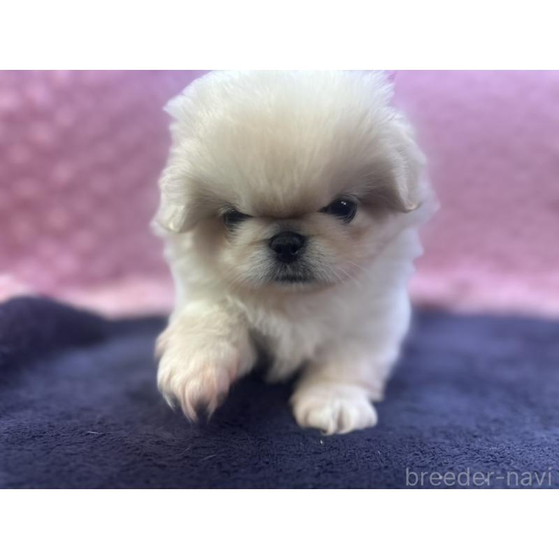 成約済の茨城県のペキニーズ-416901の14枚目