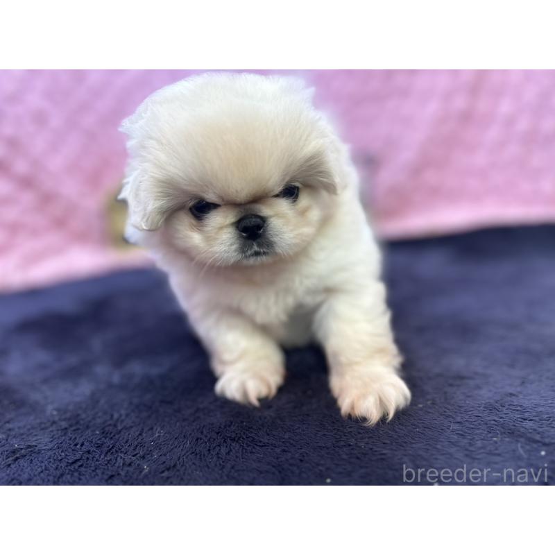 成約済の茨城県のペキニーズ-416901の13枚目