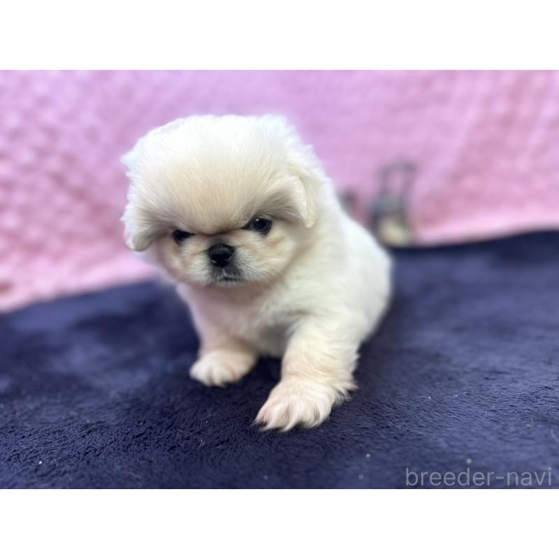 成約済の茨城県のペキニーズ-416901の12枚目