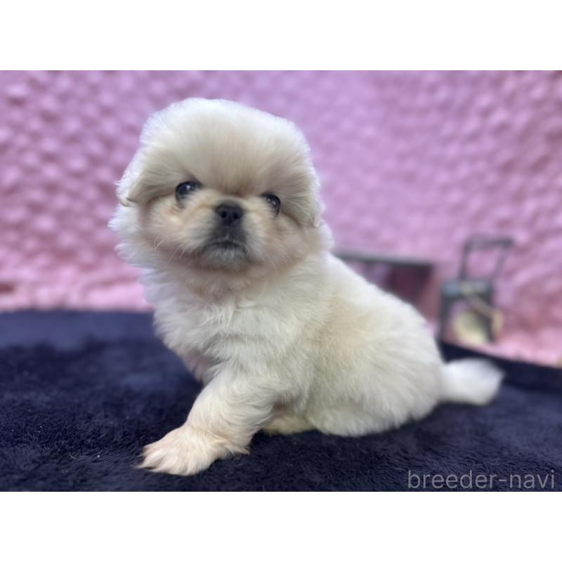 成約済の茨城県のペキニーズ-416901の11枚目